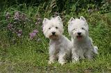 WESTIE 384